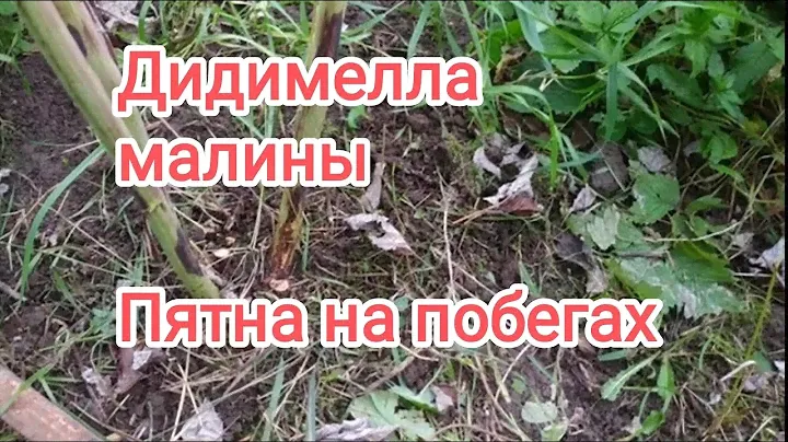 Дидимелла малины (Пурпуровая пятнистость) .Признаки заболевания.Методы борьбы.