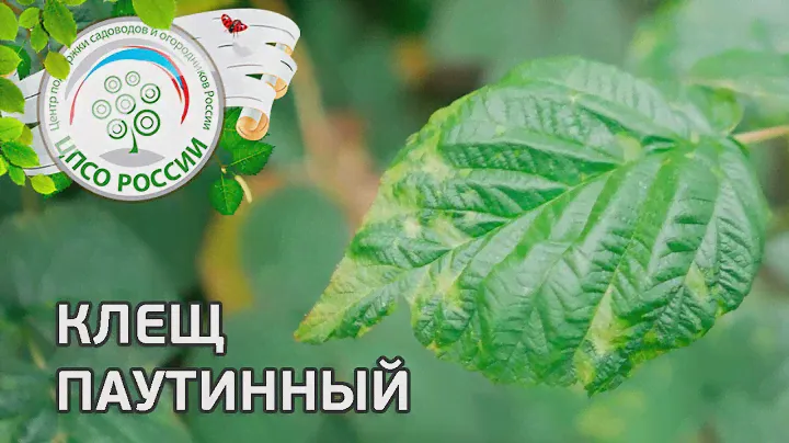 Вредители малины. Паутинный клещ на малине.